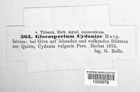 Gloeosporium cydoniae image
